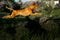 Hungarian pointing dog, vizsla jump on grass. forest on background
