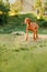 Hungarian pointing dog, vizsla stay on grass in sunshine. grass on background