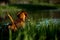 Hungarian pointing dog, vizsla swim in river on grass. river on background