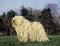 Hungarian Puli Dog, Adult standing on Lawn