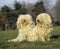 Hungarian Puli Dog, Adults sitting on Grass