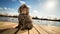 Hungarian Puli dog sitting on dock