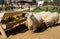 Hungarian racka sheep