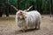 Hungarian \'racka\' sheep