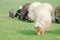 Hungarian Racka Sheep Leading the Grazing