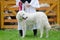 Hungarian shepherd dog pooch standing in front of sheep barn wit