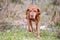 Hungarian shorthaired Vizsla pointing dog in the forest