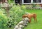 Hungarian Vizla hunts in the garden