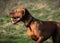 Hungarian Vizla running with a green background