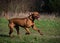 Hungarian Vizla running with a green background