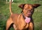 Hungarian Vizla running with a green background