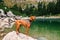 Hungarian Vizsla Dog on Mountain Lake Background