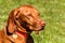 Hungarian Vizsla dog portrait in the nature. Hungarian pointer Vizsla, sniffing on hunt. Dog a loyal friend of a hunter. Detail of