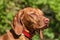 Hungarian Vizsla dog portrait in the nature. Hungarian pointer Vizsla, sniffing on hunt. Dog a loyal friend of a hunter. Detail of