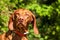 Hungarian Vizsla dog portrait in the nature. Hungarian pointer Vizsla, sniffing on hunt. Dog a loyal friend of a hunter. Detail of