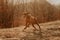 Hungarian Vizsla with Flapping Ears Running at Sunset