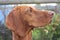 Hungarian vizsla ginger brown dog close up