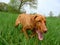 Hungarian vizsla, hungarian pointer