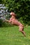 Hungarian Vizsla jumping to catch toy hamburger