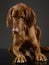 Hungarian vizsla looking down in a dark studio