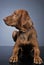 Hungarian vizsla looking sideways in dark background