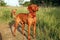 Hungarian vizsla male