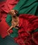 A Hungarian Vizsla reclines in a cozy nest of red and green blankets, eyes full of gentle warmth