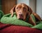 A Hungarian Vizsla reclines in a cozy nest of red and green blankets, eyes full of gentle warmth. Dog at home,.Above view