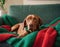 A Hungarian Vizsla reclines in a cozy nest of red and green blankets, eyes full of gentle warmth. Dog at home,.Above view