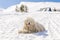 Hungarian white purebred puli breed dog,shepherd dog with dreadlock outdoor lying on snow at winter in the Carpathian mountains,