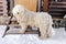 Hungarian white purebred puli breed dog,shepherd dog with dreadlock outdoor standing on doorstep.domestic pet guarding