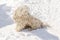 Hungarian white purebred puli breed dog,shepherd dog pet with dreadlock outdoor lying on snow at winter in the