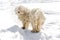 Hungarian white purebred puli breed dog,shepherd dog pet with dreadlock outdoor lying on snow winter