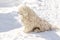 Hungarian white purebred puli breed dog,shepherd dog pet with dreadlock outdoor lying on snow at winter in the Carpathian