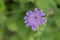 Hungarian widow flower Knautia drymeia, lilac flower