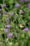 Hungarian widow flower Knautia drymeia, lilac flowers