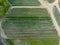 Hungary - Amazing tulips field from above with amazing lines and colors