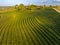 Hungary - Amazing tulips field from above with amazing lines and colors