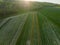 Hungary - Amazing tulips field from above with amazing lines and colors