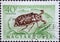 Hungary circa 1954: A post stamp printed in Hungary showing the insect: Pine Chafer Polyphylla fullo