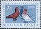 Hungary circa 1957: A post stamp printed in Hungary showing three South Batschka Tumblers Columba livia forma domestica at the P