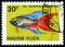 HUNGARY - CIRCA 1962: post stamp 30 Hungarian filler printed by Hungary, shows fish Paradise Fish Macropodus opercularis,