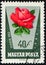 HUNGARY - CIRCA 1962: stamp 40 Hungarian heller printed by Hungary, shows flowering plant Rosa (Rose) hybrid, flora