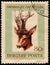 HUNGARY - CIRCA 1966: post stamp 80 Hungarian filler printed by Hungary, shows animal Roe Deer Capreolus capreolus, fauna, circa