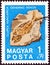 HUNGARY - CIRCA 1969: A stamp printed in Hungary shows Hungarian herring fossilized fish, circa 1969.