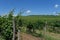 Hungary - vineyards background with vineyards. Tokaj