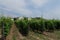 Hungary - vineyards background with vineyards. Tokaj