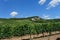 Hungary - vineyards landscape. Tokaj