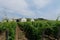 Hungary - vineyards landscape. Tokaj