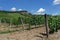 Hungary - vineyards landscape. Tokaj
